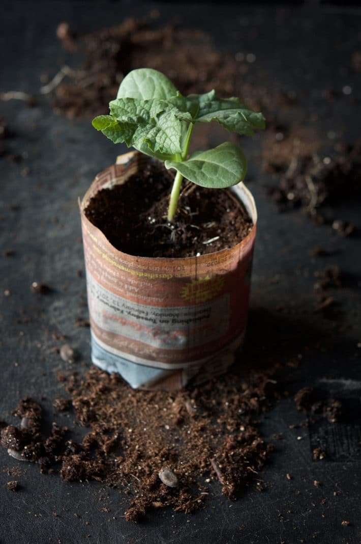 Luffa seedling growing in newspaper pot.