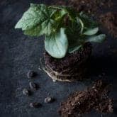 How to Grow Vegetables & Flowers from Seed.
