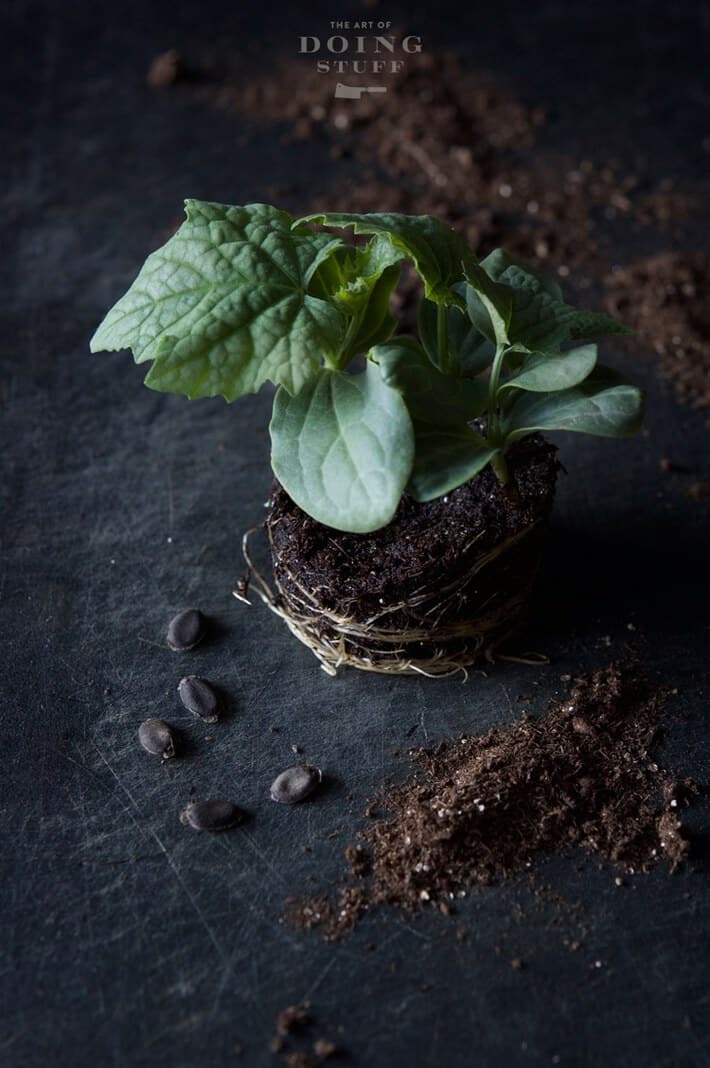 Luffa seedling ready for transplanting on a black backdrop with loofah seeds scattered around.