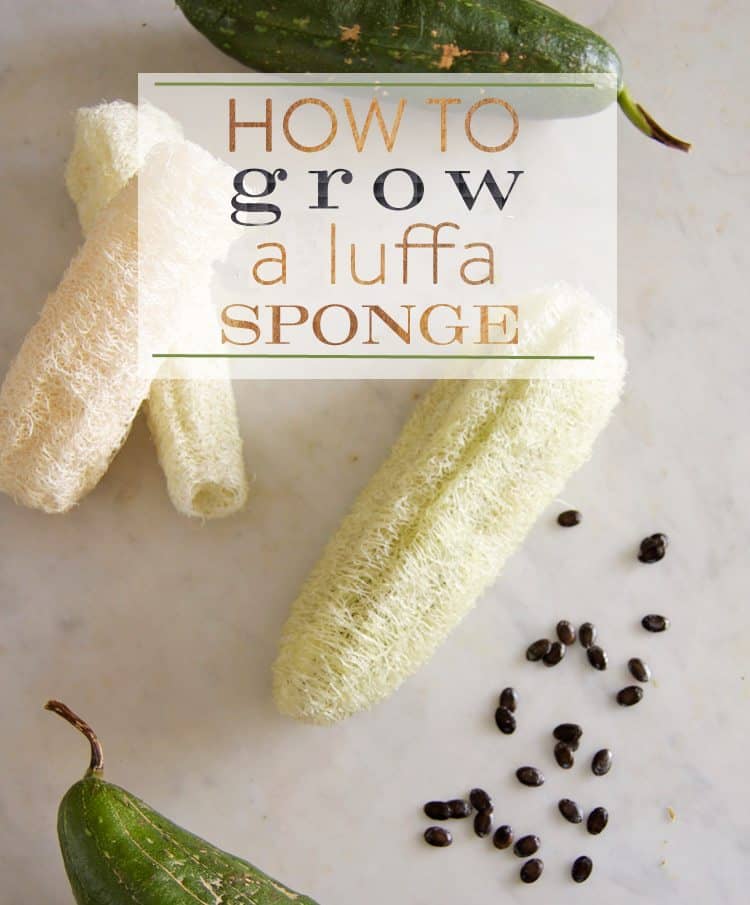 The Ultimate guide to growing Luffa (Loofah) sponges.The Art of Doing Stuff