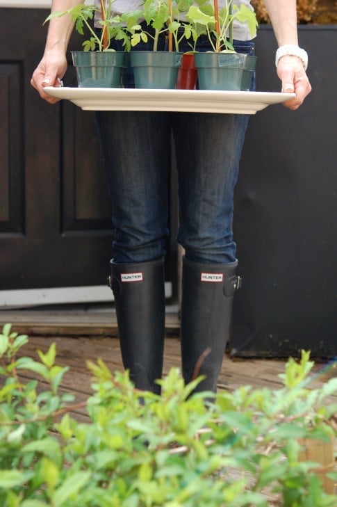 Woman in jeans and rubber boots standing outdoors holding white tray with a row of potted seedlings on them