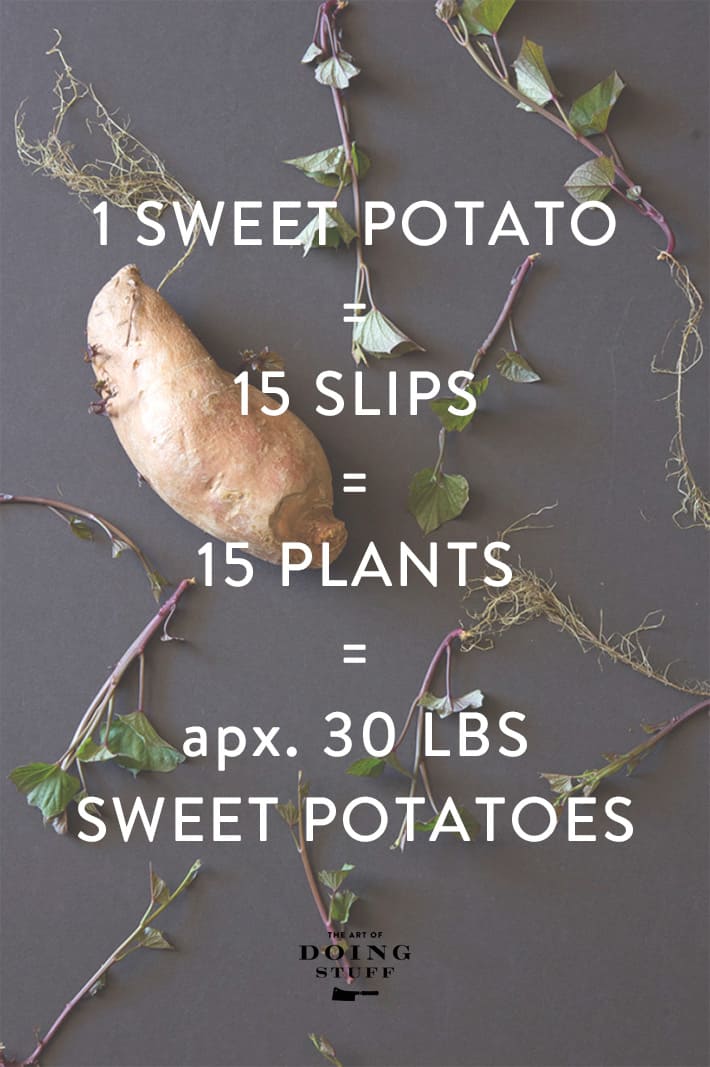 The ultimate guide to growing sweet potatoes from slip to storage. Sweet potato graphic showing how 1 potato can easily produce 30 pounds of sweet potatos.