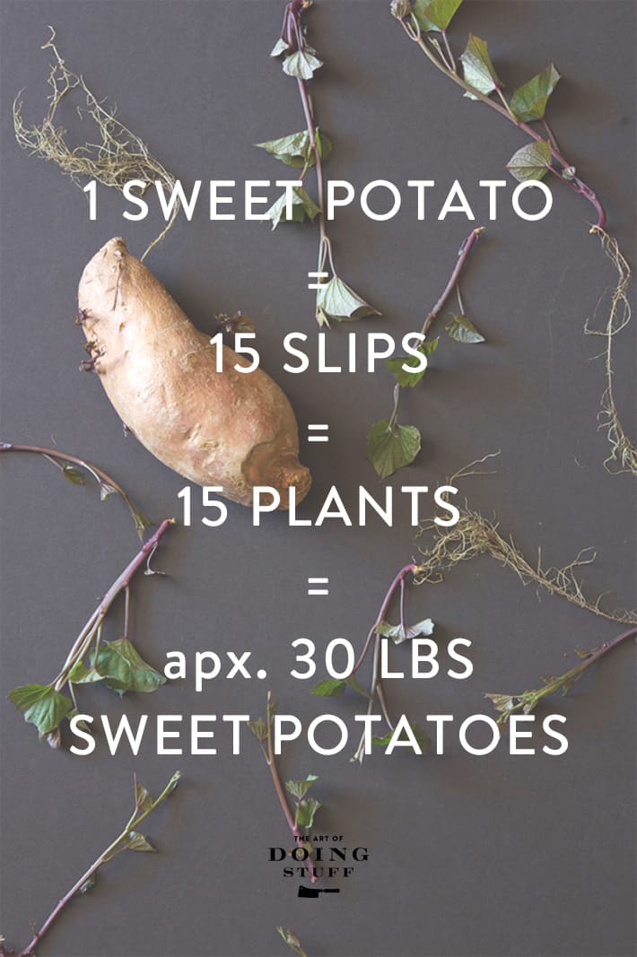 Sweet potato graphic showing how 1 potato can easily produce 30 pounds of sweet potatos.