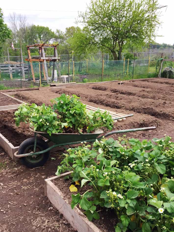 Strawberry plants in a wheelbarrow.