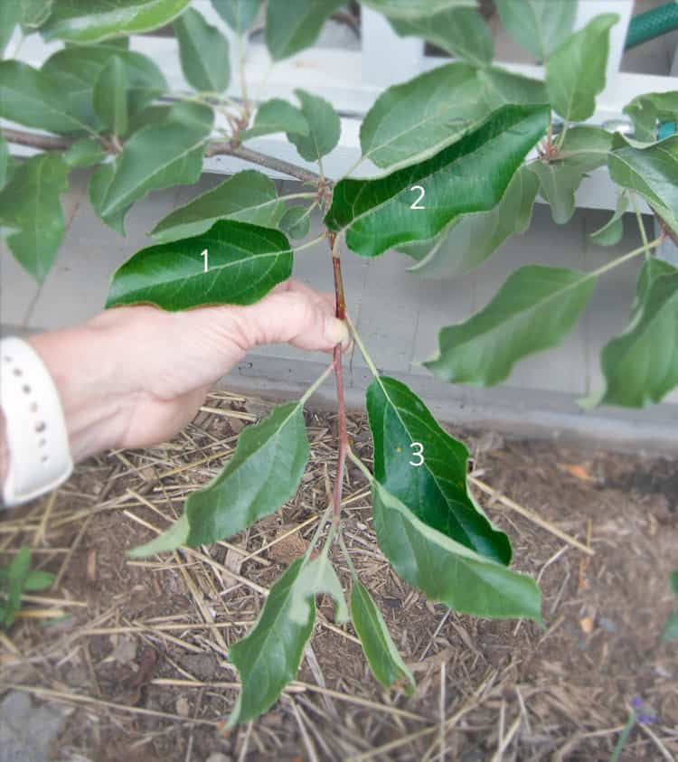 pruning apple espalier