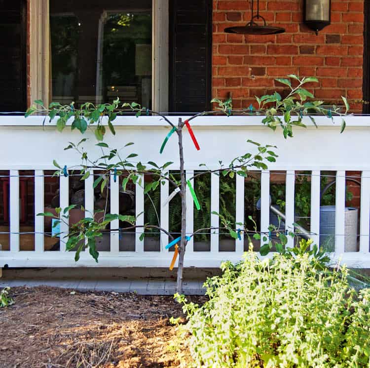 how to keep an apple tree small