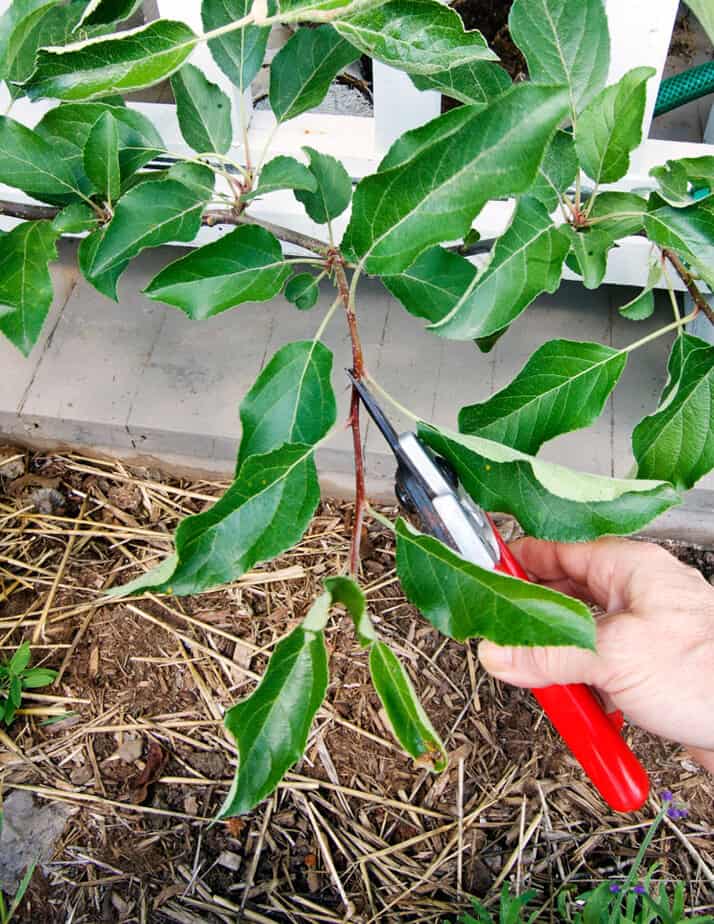 pruning apple espalier