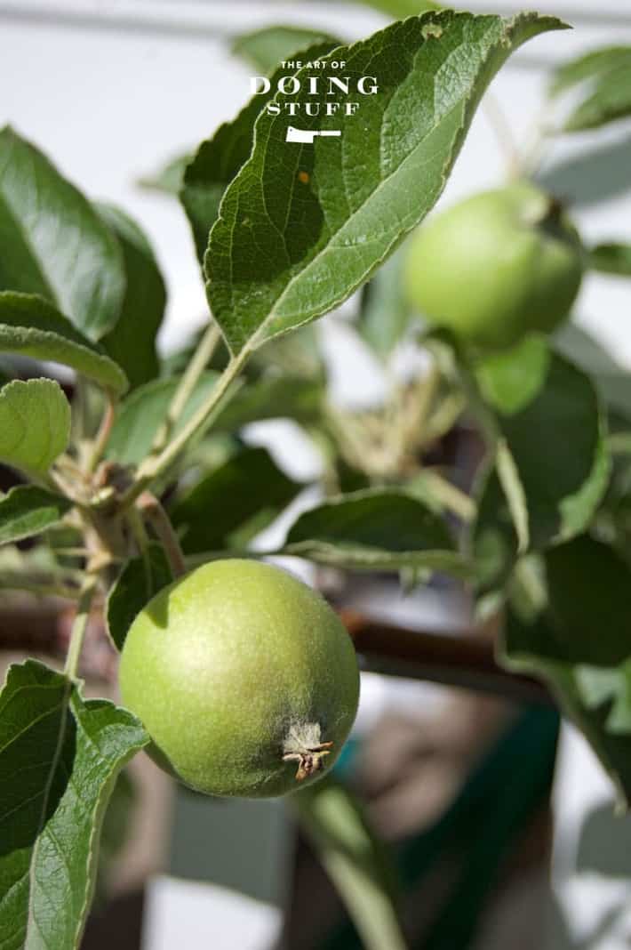 how to keep an apple tree small
