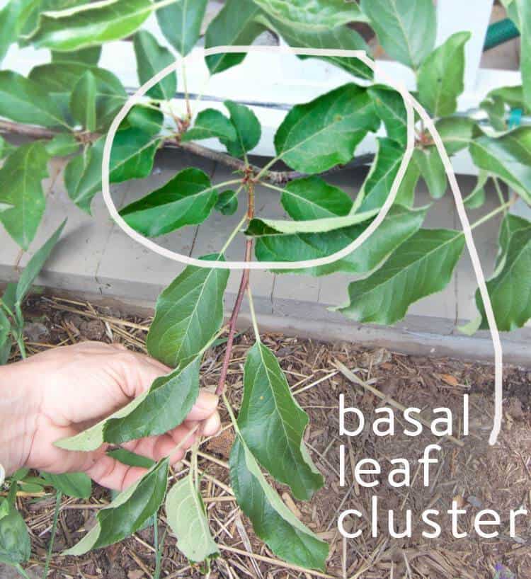 pruning apple espalier