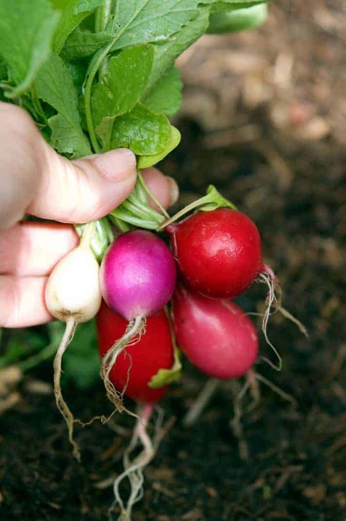 Freshly dug and washed mixed bunch of radishes.