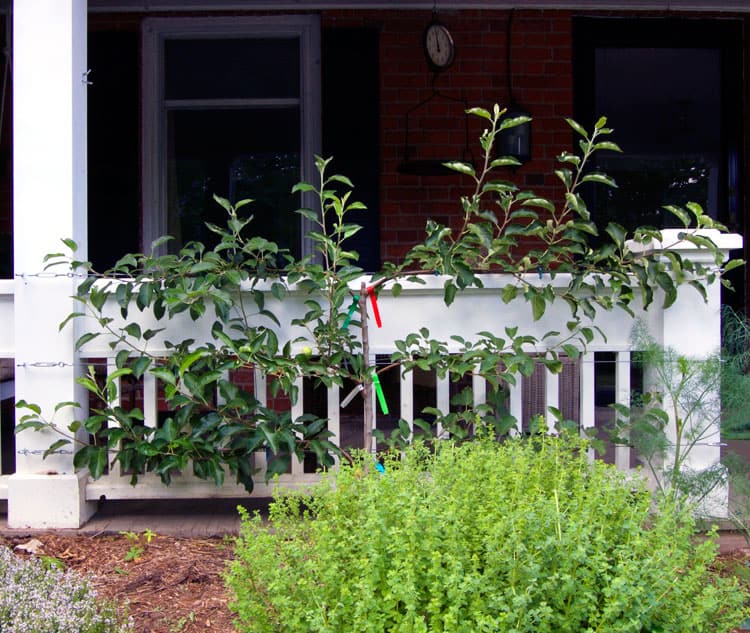 pruning apple espalier