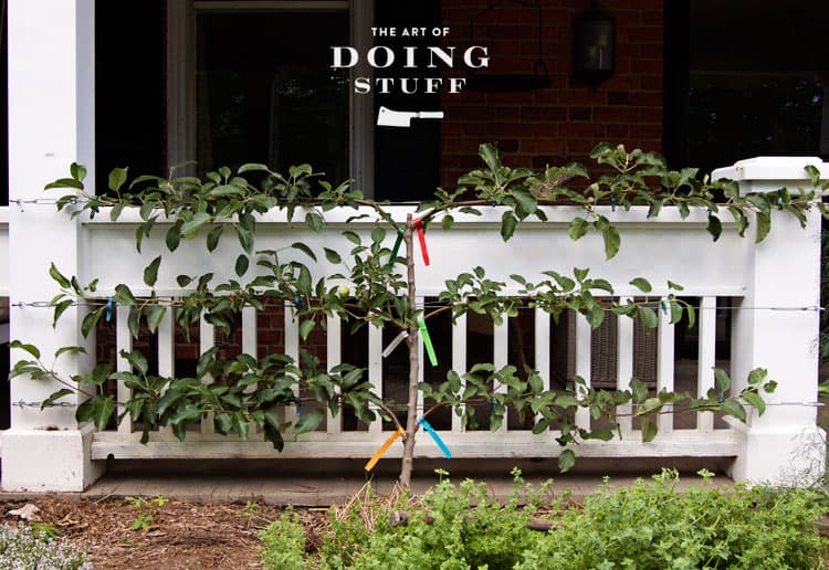 An espalier apple tree runs along a pure white porch railing.