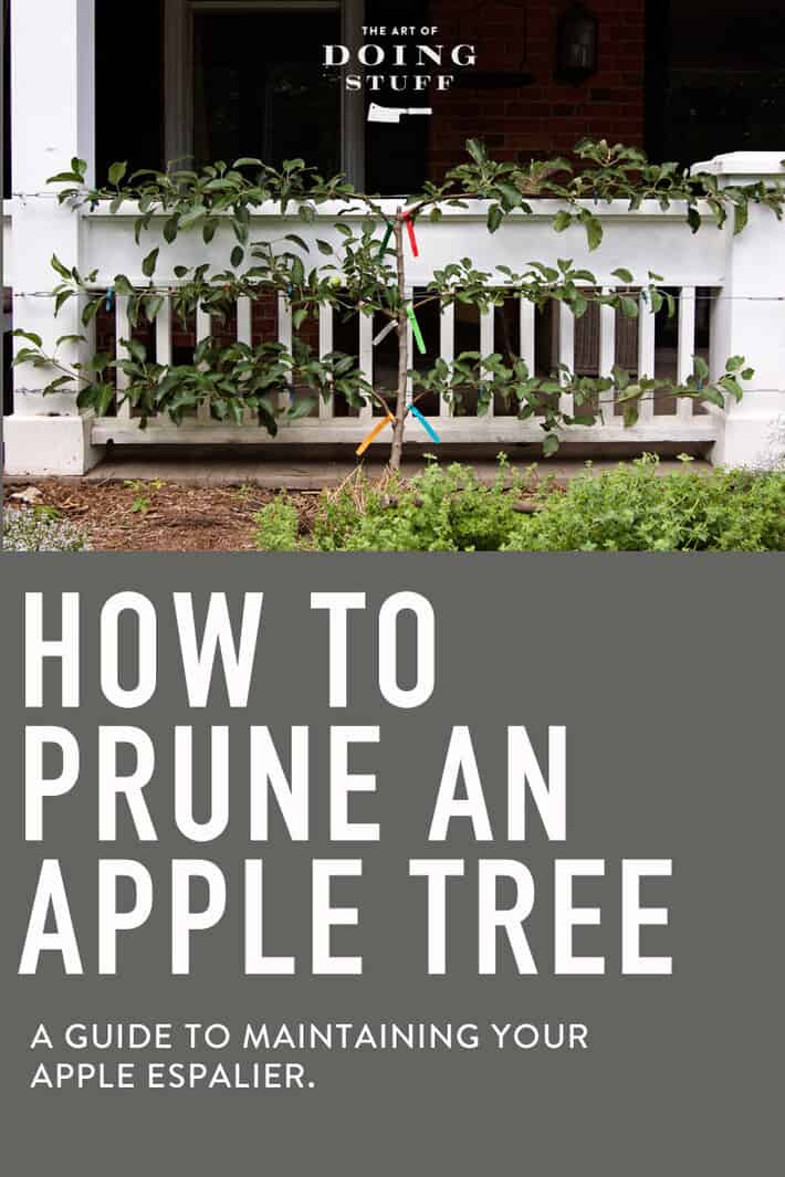 How to Prune an Apple Espalier Tree.