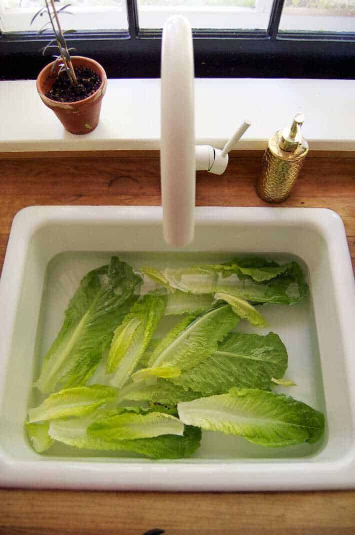 Romaine lettuce soaking in a white cast iron sink to revive it.