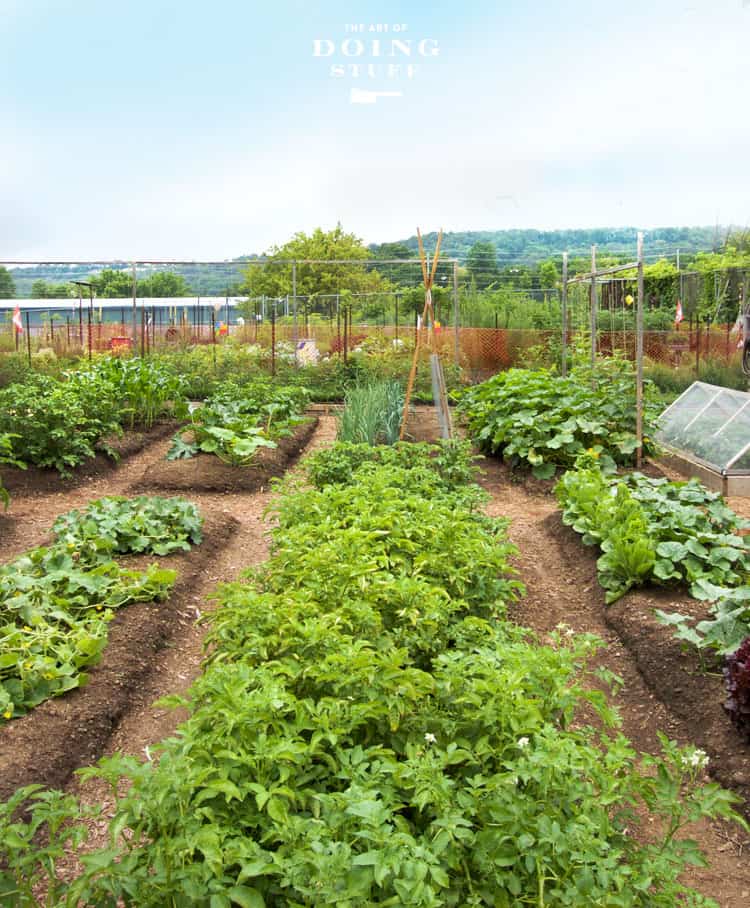 Vegetable garden design