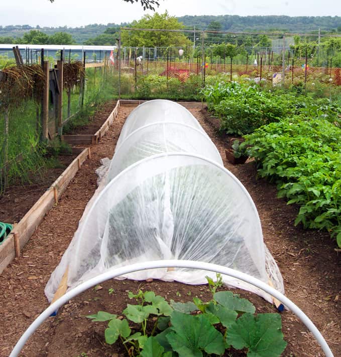 Vegetable garden design