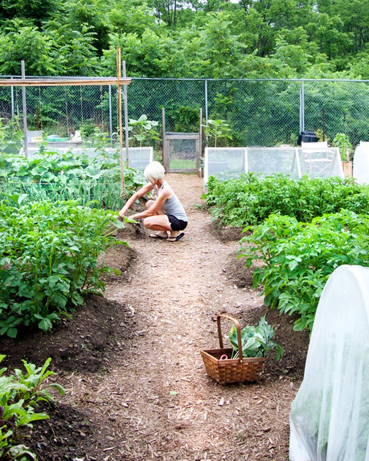 Karen Bertelsen in her community garden plot probably thinking about Charles Dowding.