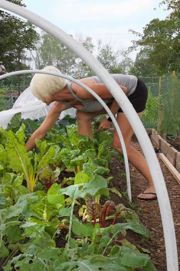 mini hoop house