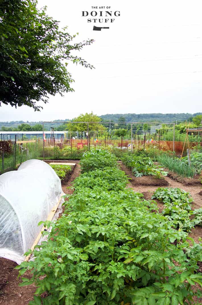 2, 16' rows of potato plants in a tidy vegetable garden.