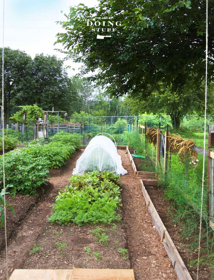 Vegetable garden designed with a perimeter of wood sided raised beds, mulched paths and row cover.