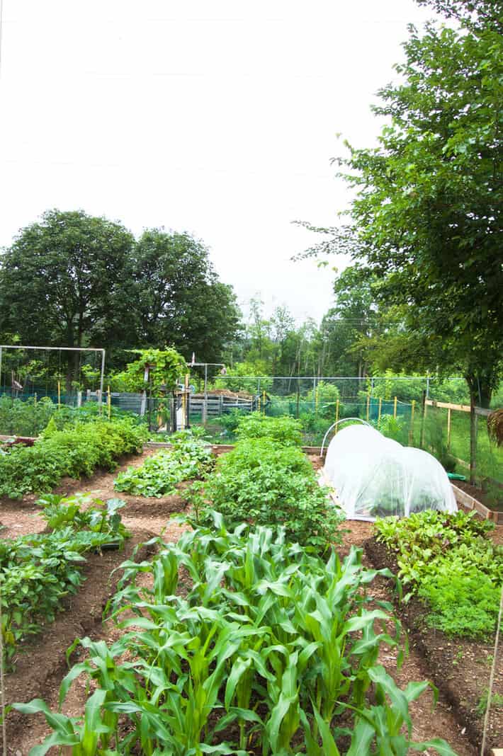 Vegetable garden design
