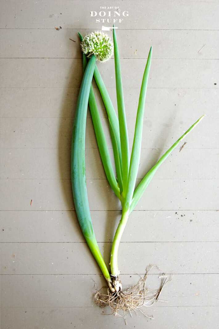 saving onion seeds