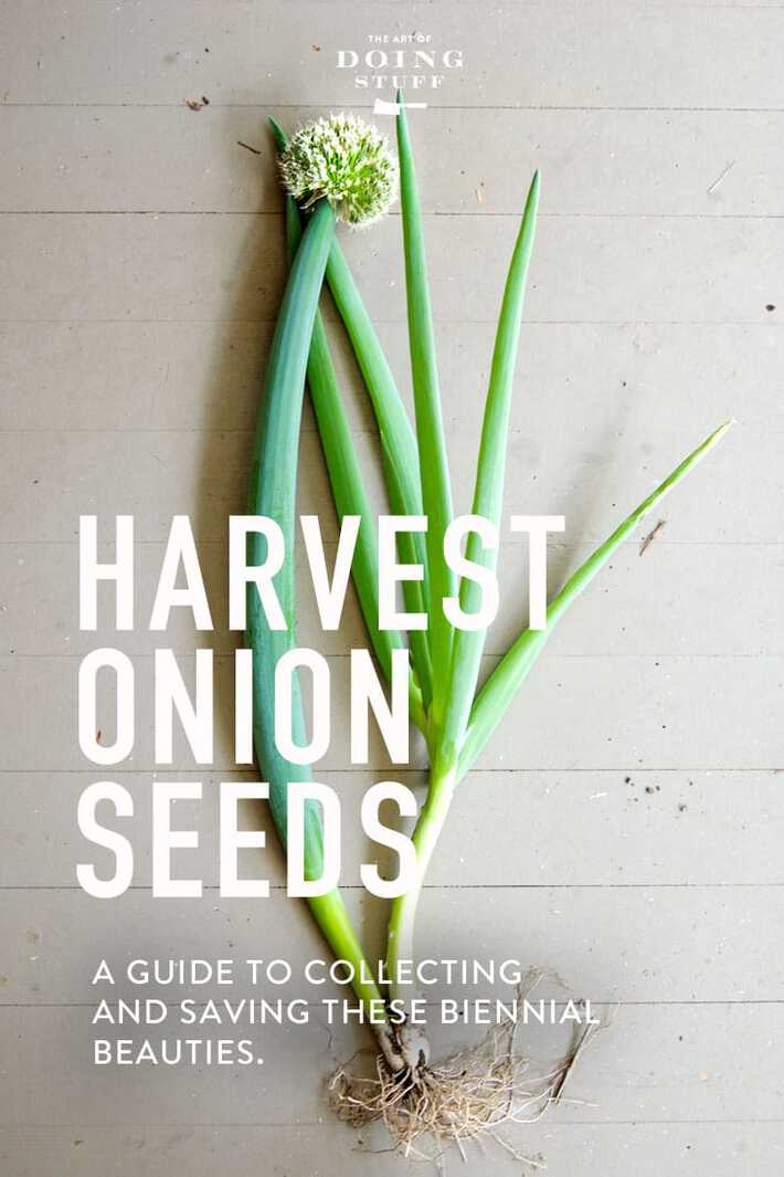 Saving Onion Seeds - So You Can Smell Like a Chef.
