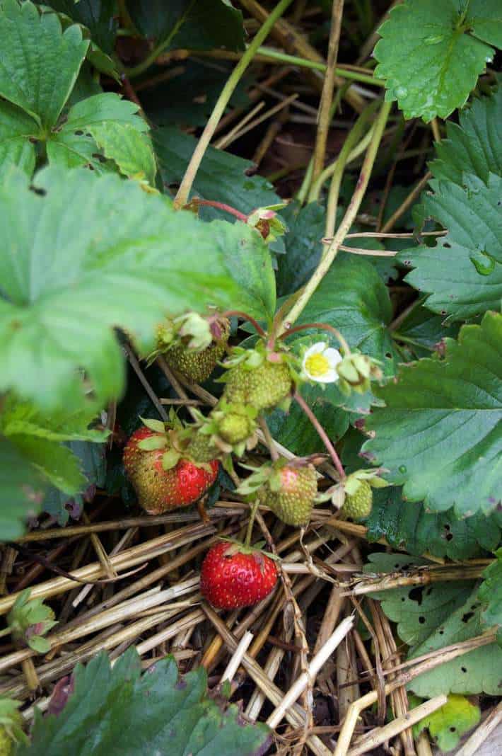 charlotte strawberry