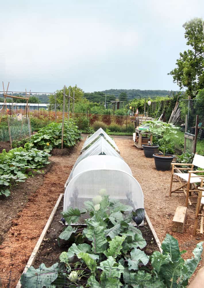 Vegetable garden design