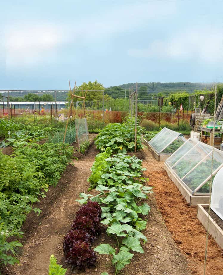 Vegetable garden design