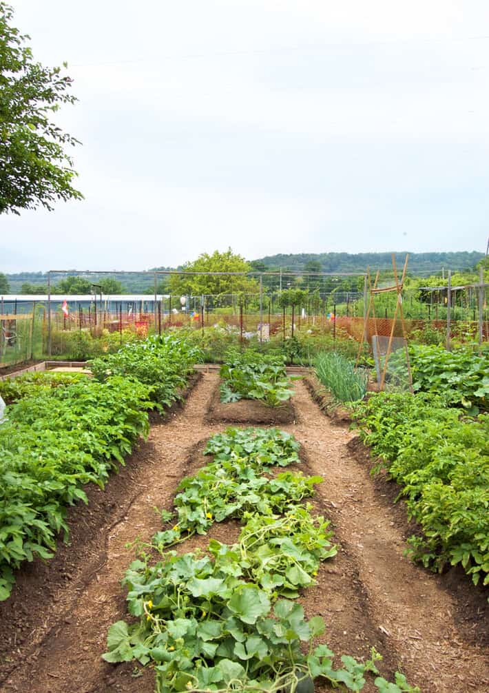 Vegetable garden design