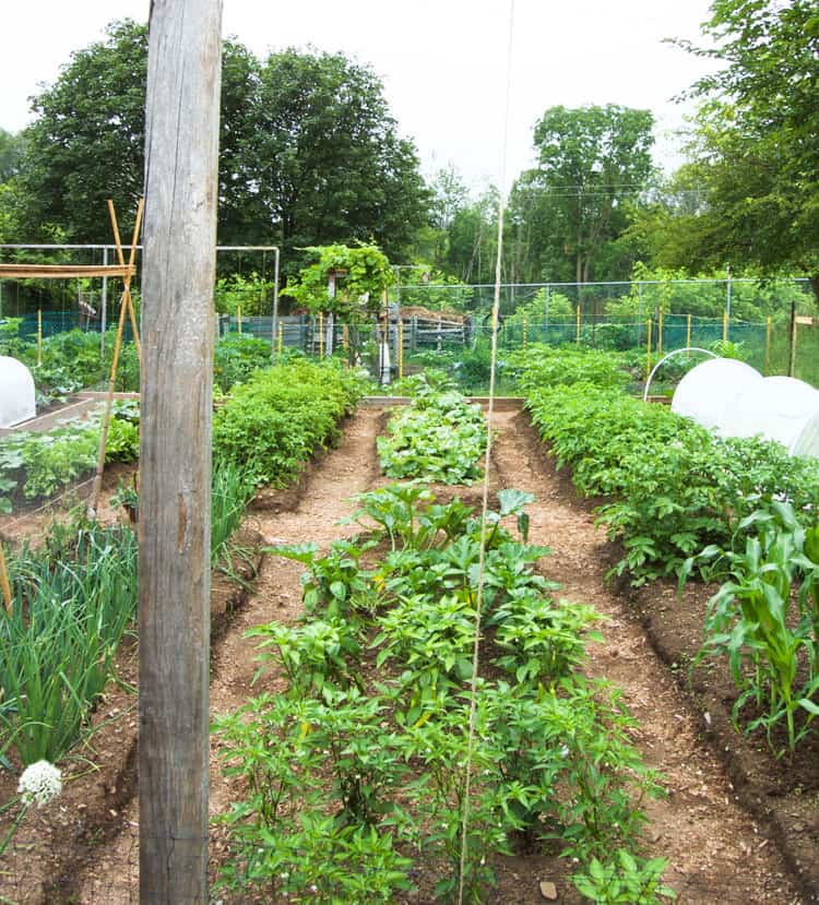 Beautiful vegetable garden with raised beds and mulch paths.