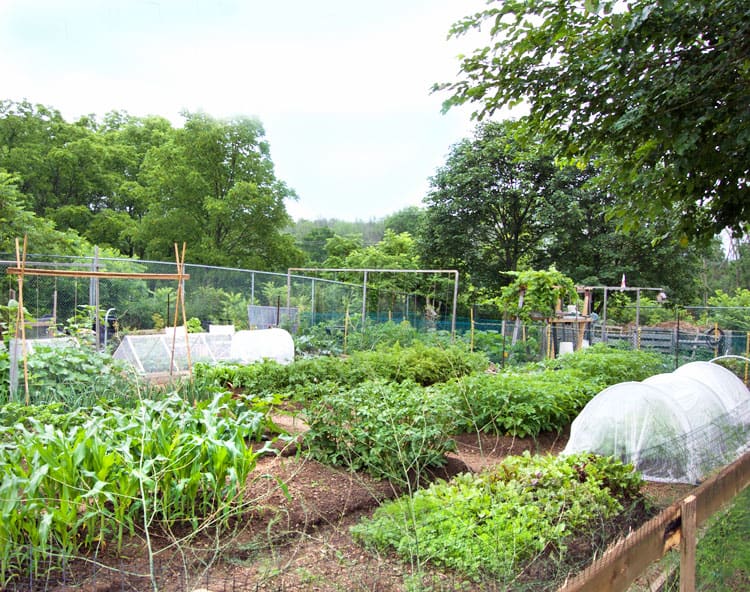Pretty Vegetable garden with raised beds, mulched paths and row covers.