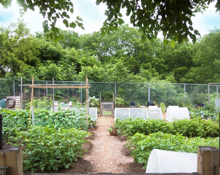 Vegetable garden design