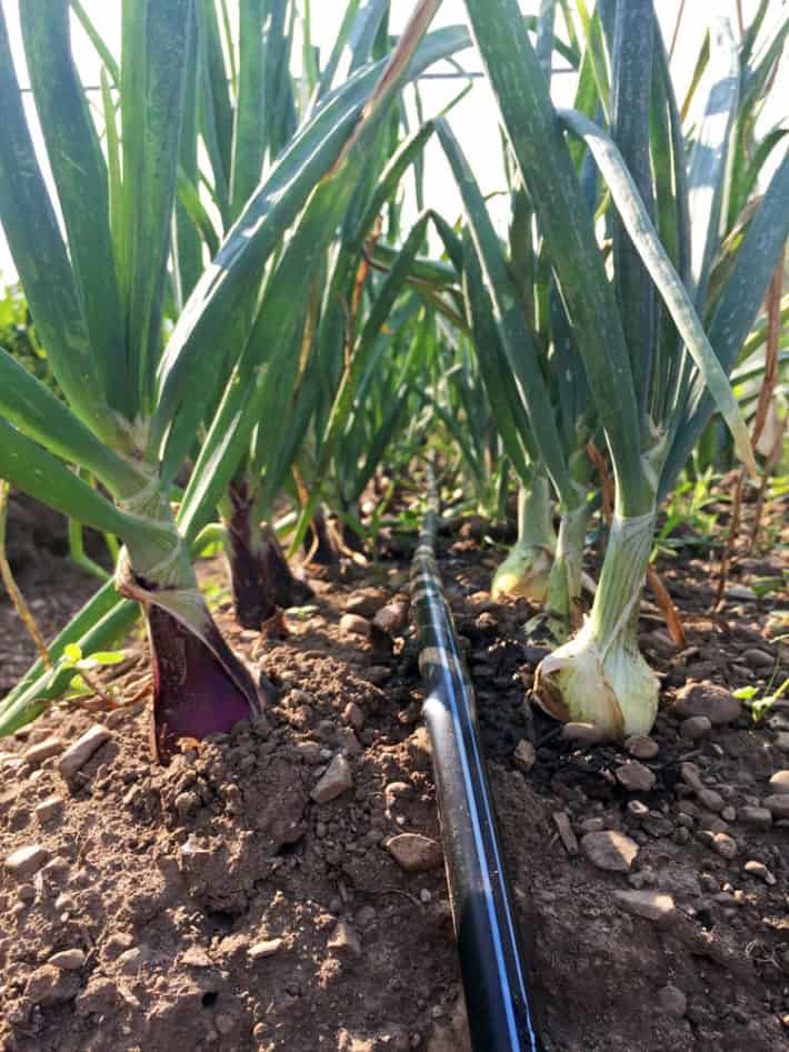 Pest damage visible on the leaves of an onion.