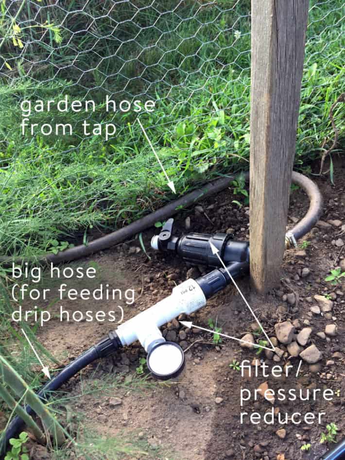 A drip irrigation system filter and pressure regular assembled and attached to a garden hose sitting on top of soil.