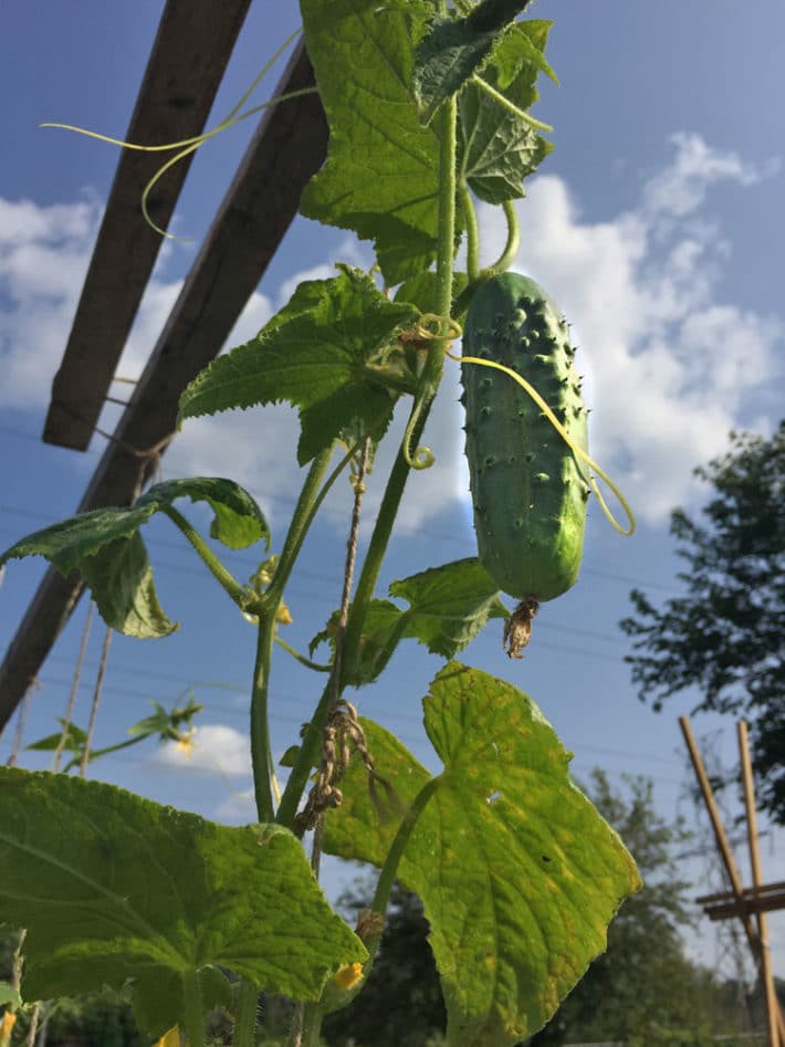 how to string train cucumbers