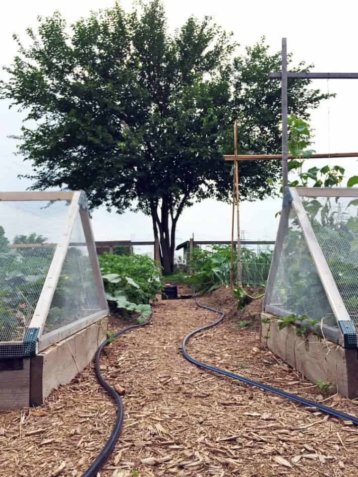 Tubing that supplies water to the drip tape runs down a long mulched path in a garden.