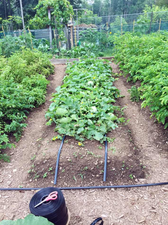 Lining up irrigation tape on top of raised beds.