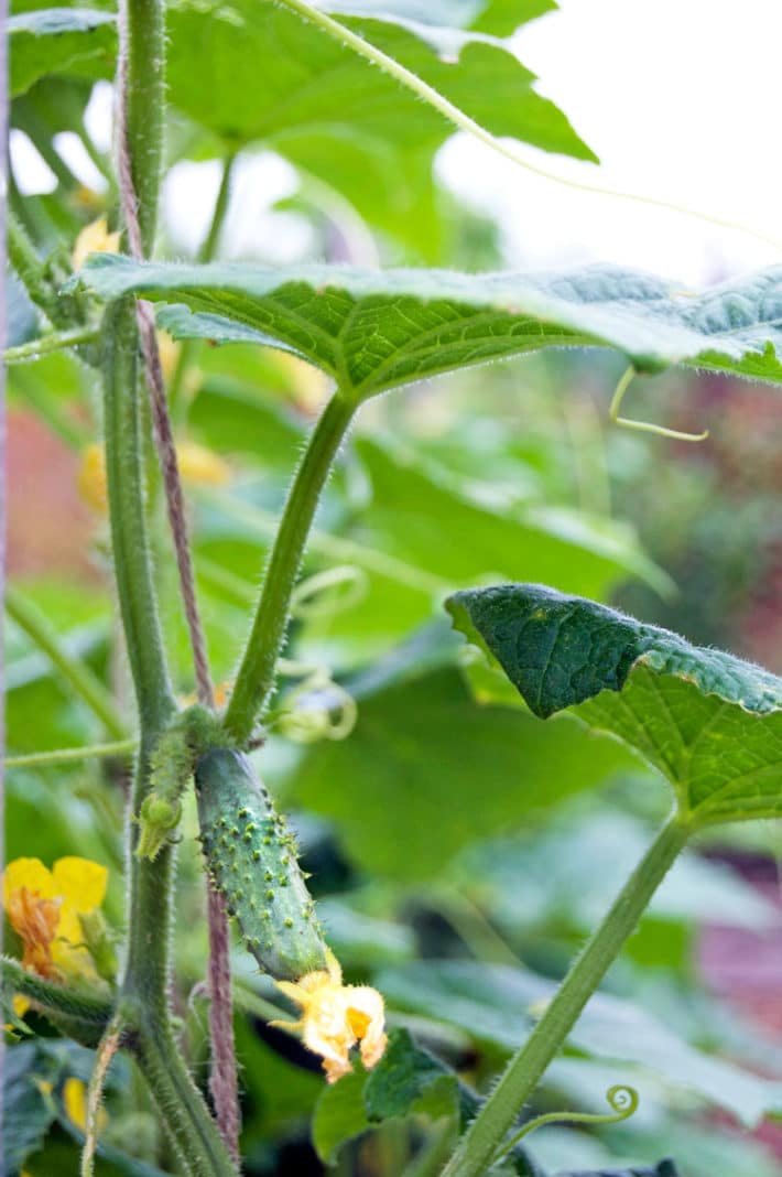 string method for cucumbers