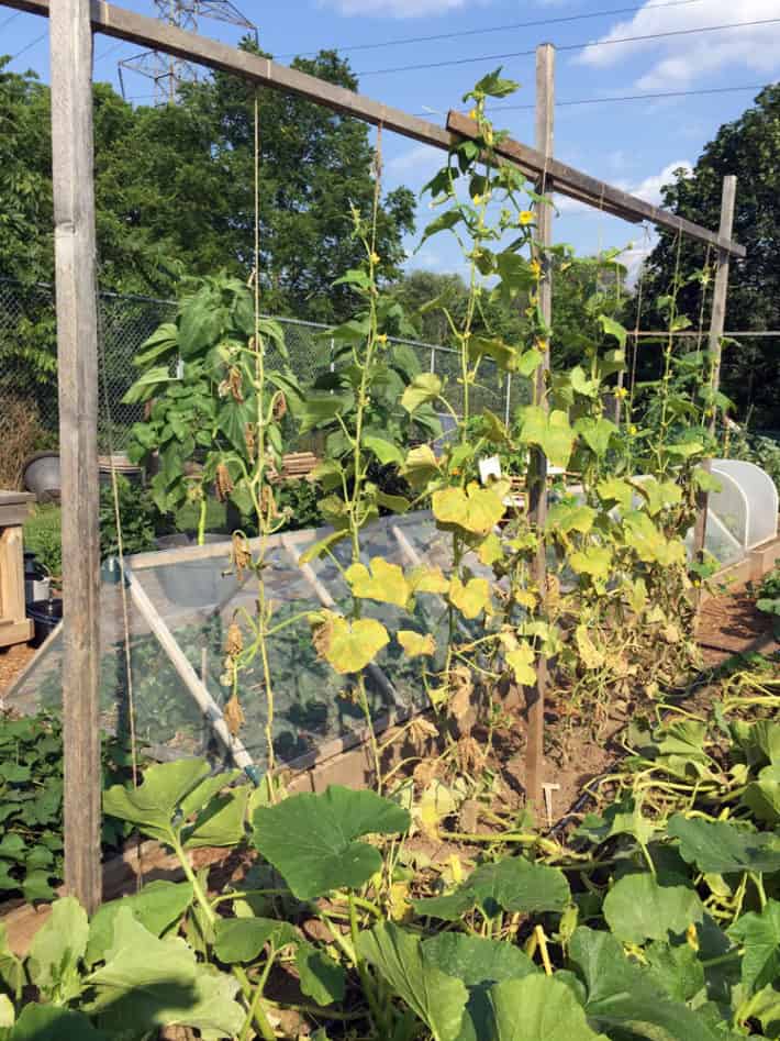 How to String Train Cucumbers for less disease and easier harvesting.