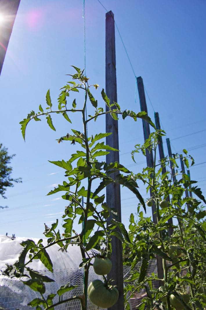 A tidy row of tomatoes grow up strings towards the sky.