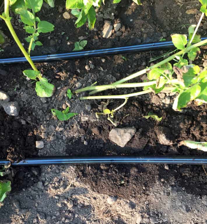 An overhead shot of a drip system at work in a home garden with water seeping into the ground.How to install a drip irrigation system.