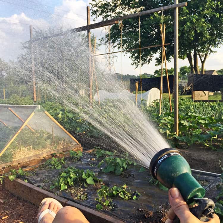 Tranquil shot of gardener's hand holding sprinkler, watering large vegetable garden in the late afternoon.