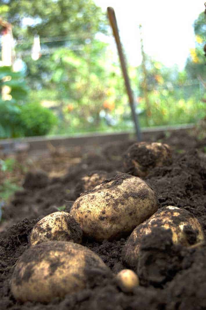 potato harvest the art of doing stuff