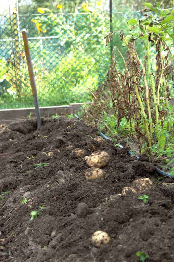 potato harvest the art of doing stuff