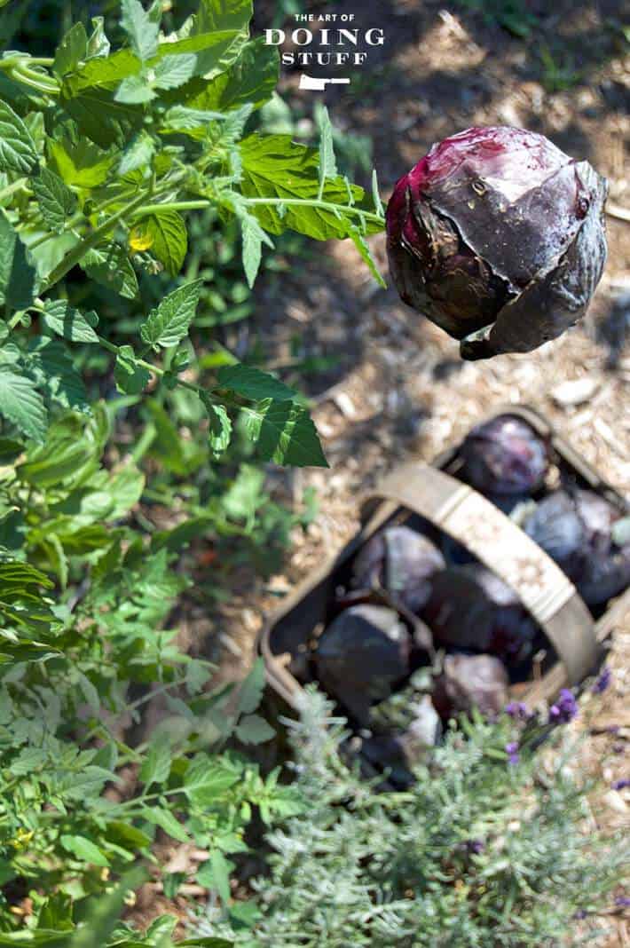 Classic red cabbage recipe