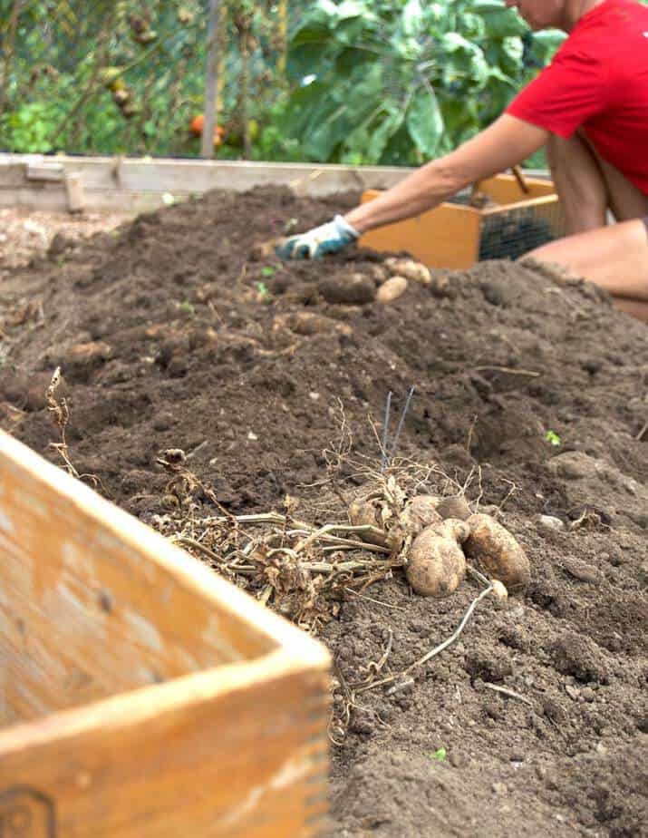 potato harvest the art of doing stuff