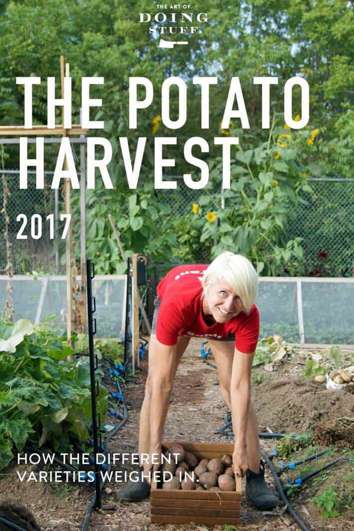 potato harvest results