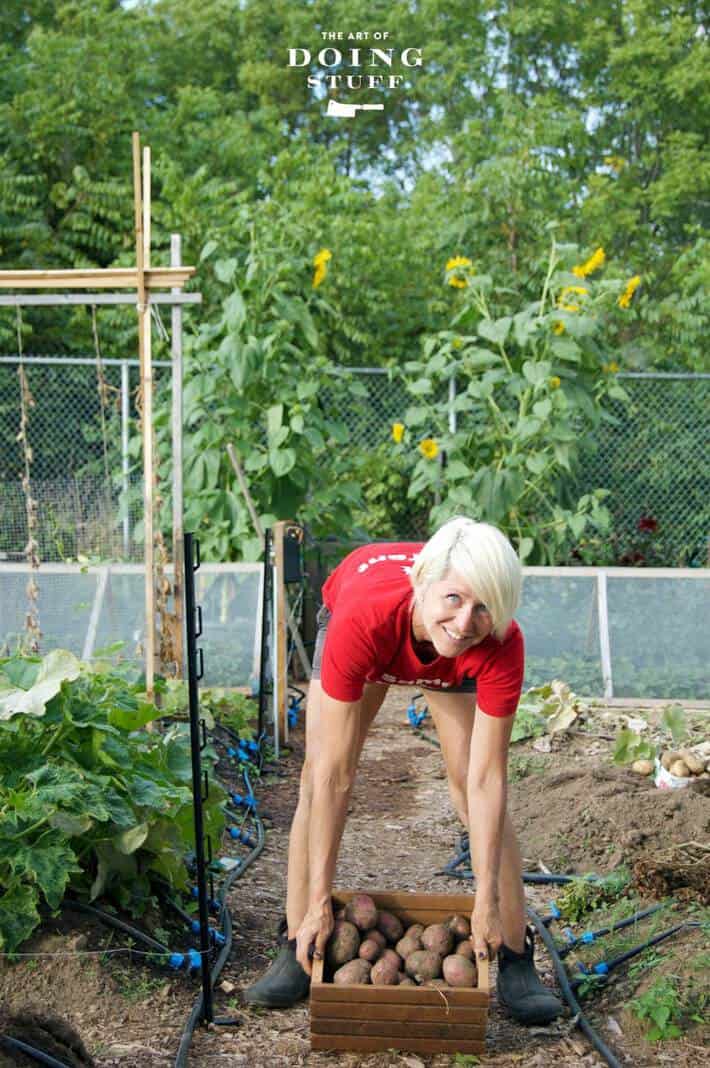 Karen Bertelsen leaning over to pick up a crate of newly dug potatoes in her garden.